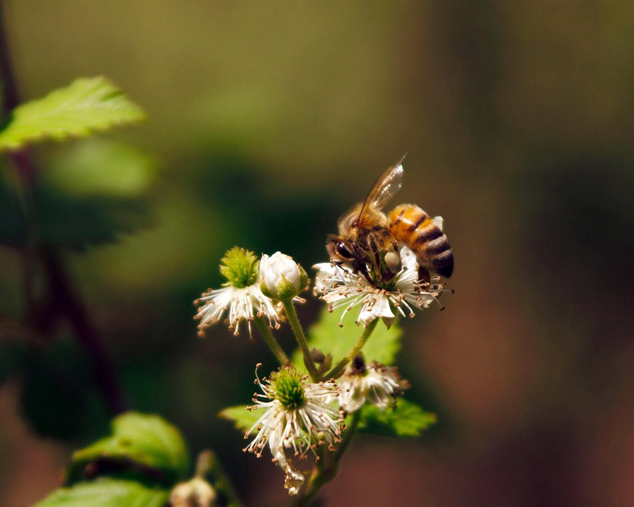 Láska Bee Květinové tapetu (3) #9 - 1280x1024