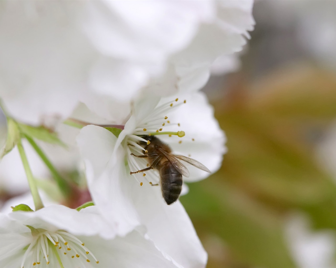 Láska Bee Květinové tapetu (3) #10 - 1280x1024