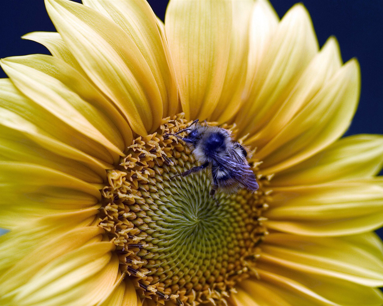 Láska Bee Květinové tapetu (3) #15 - 1280x1024