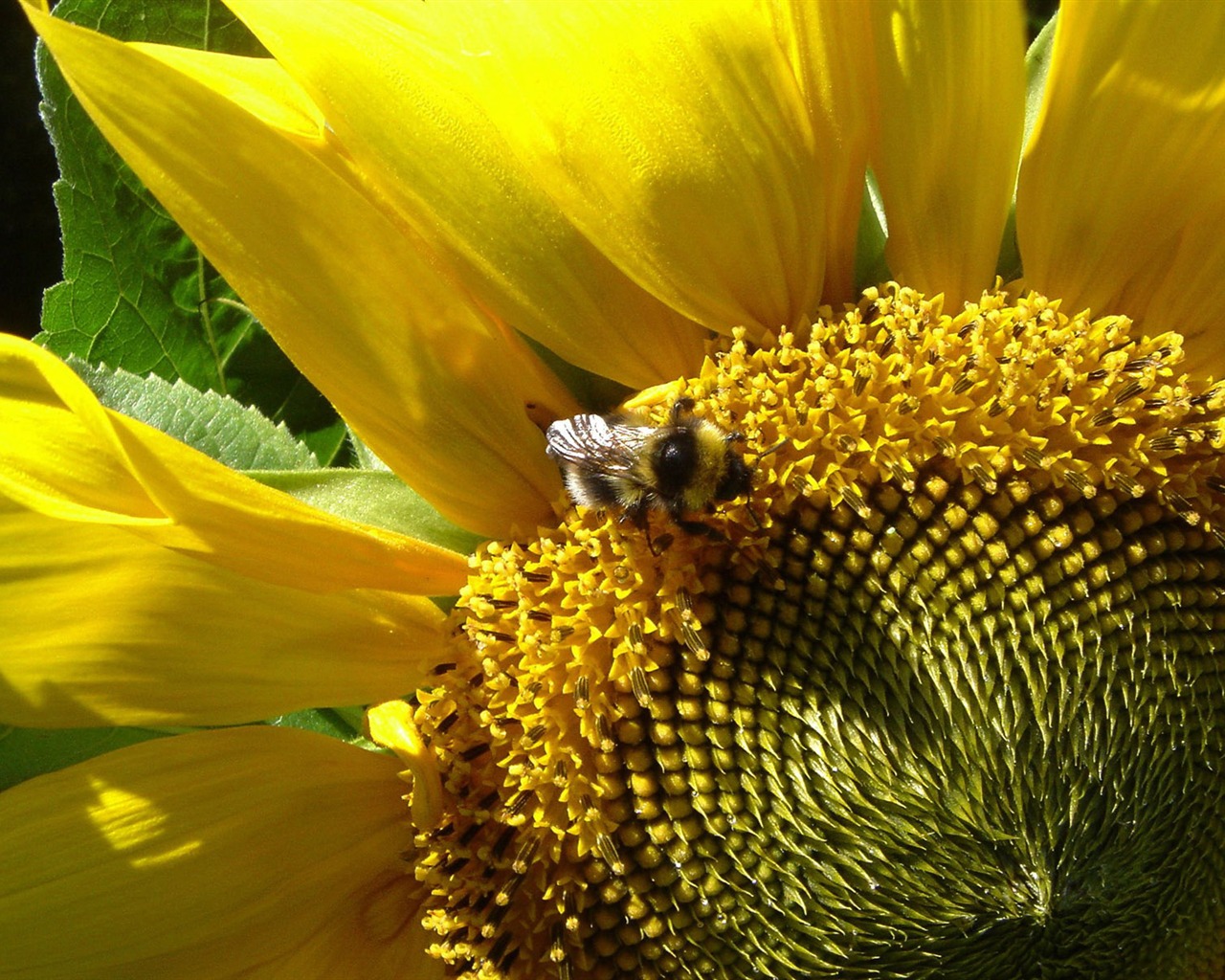 Love Bee Flower Wallpaper (3) #17 - 1280x1024