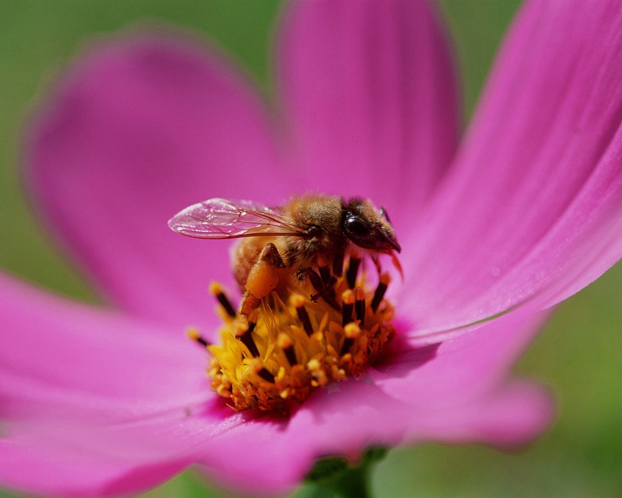 Láska Bee Květinové tapetu (3) #18 - 1280x1024
