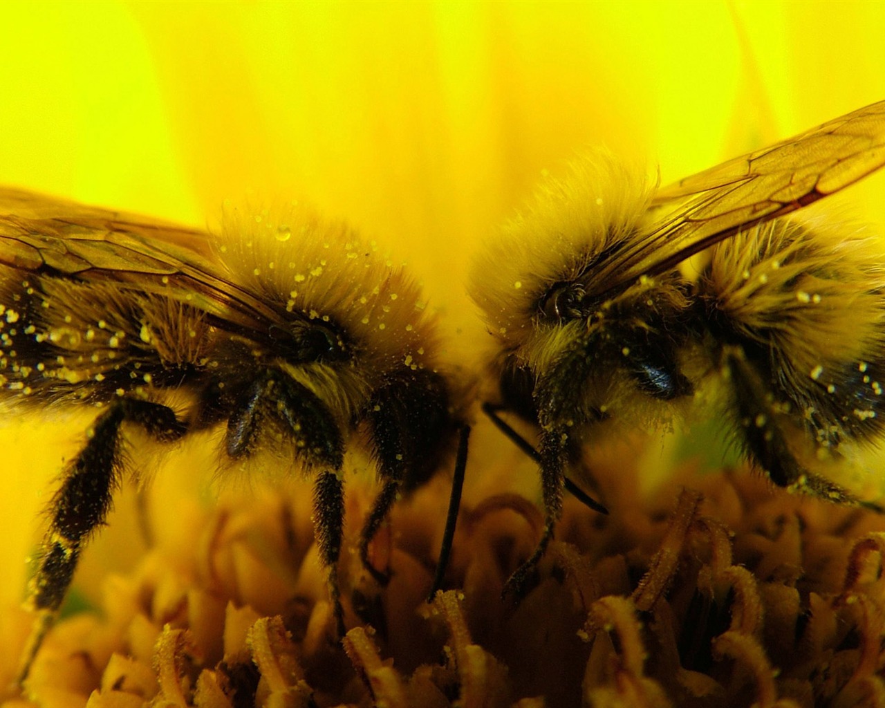 Love Bee Flower Wallpaper (3) #19 - 1280x1024
