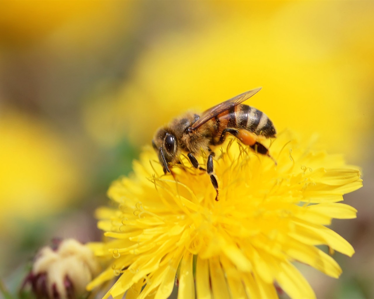 Love Bee Flower wallpaper (3) #20 - 1280x1024