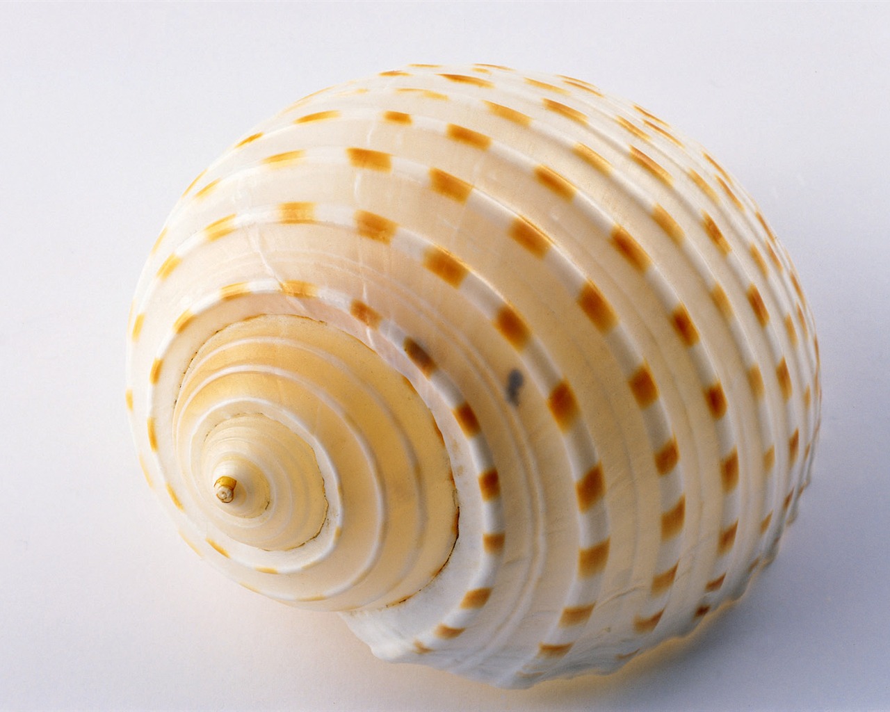 贝壳海螺壁纸专辑(一)1 - 1280x1024