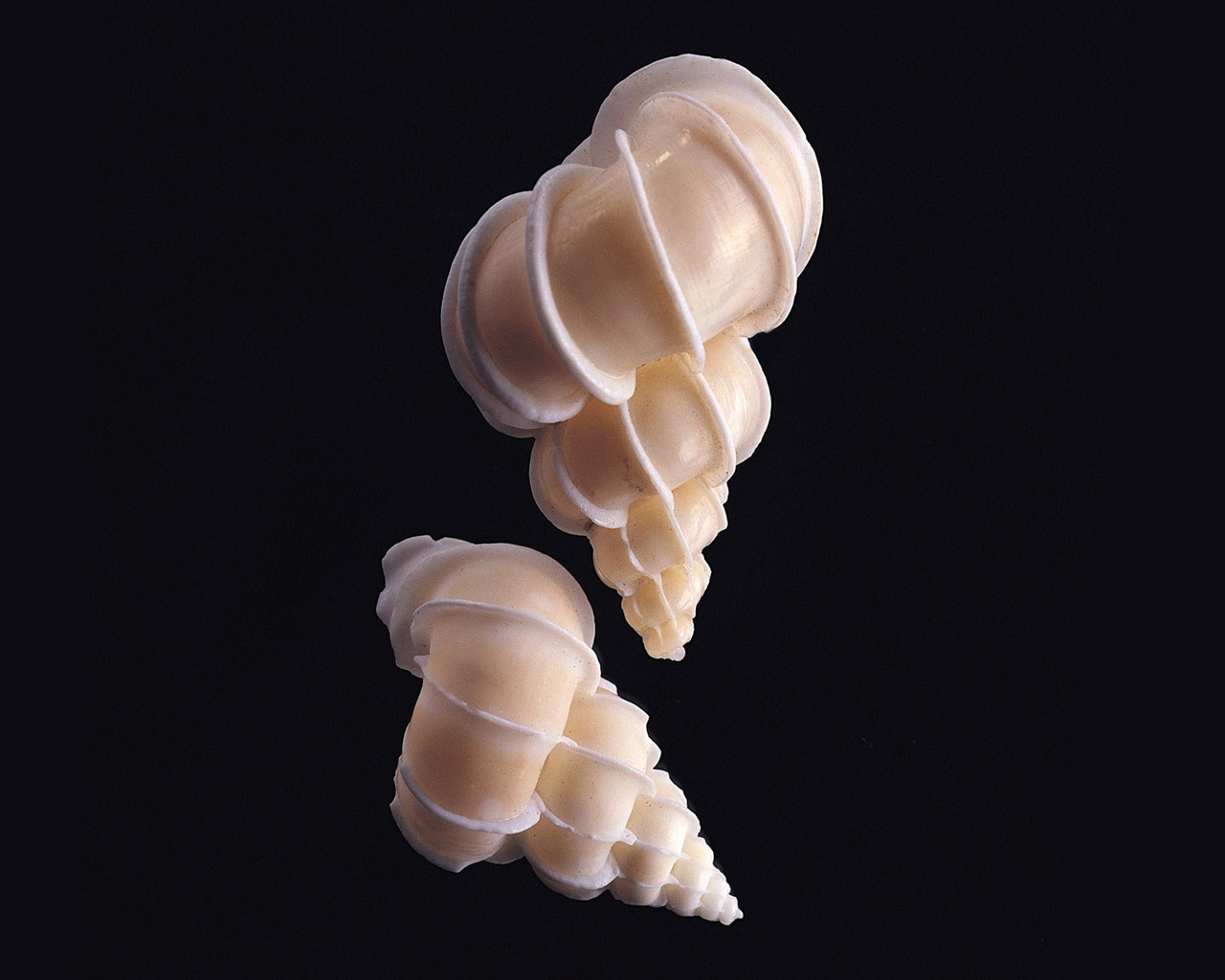 Conch Shell wallpaper album (1) #9 - 1280x1024