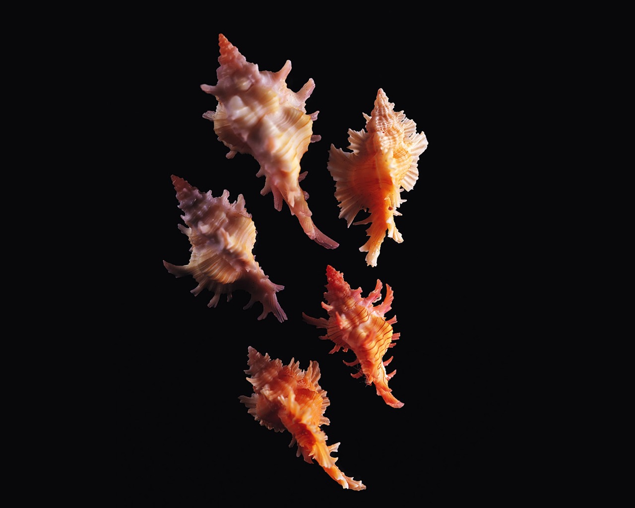Conch Shell Tapete Album (1) #10 - 1280x1024