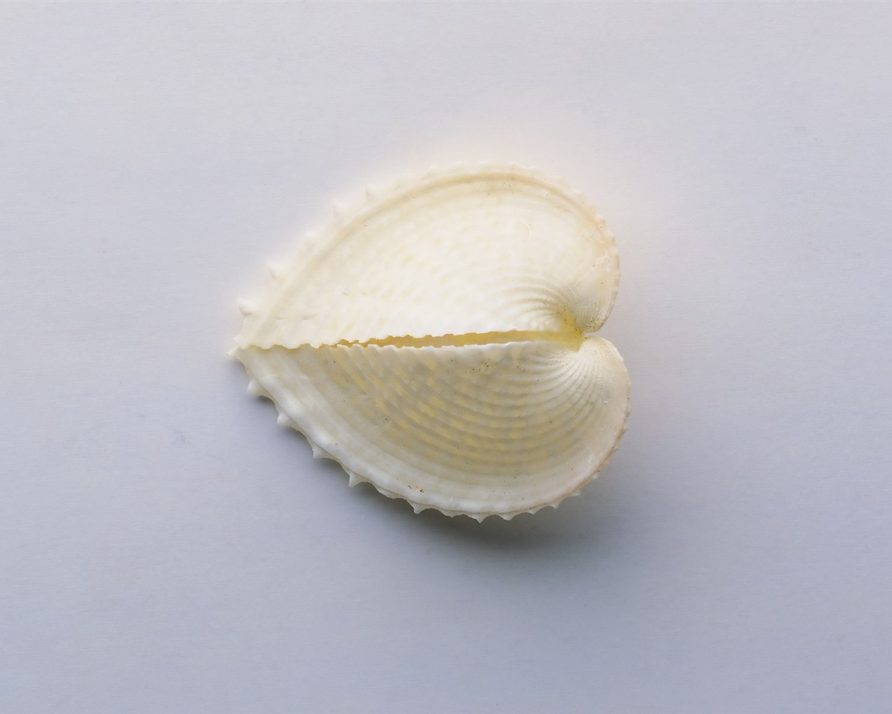 贝壳海螺壁纸专辑(一)12 - 1280x1024