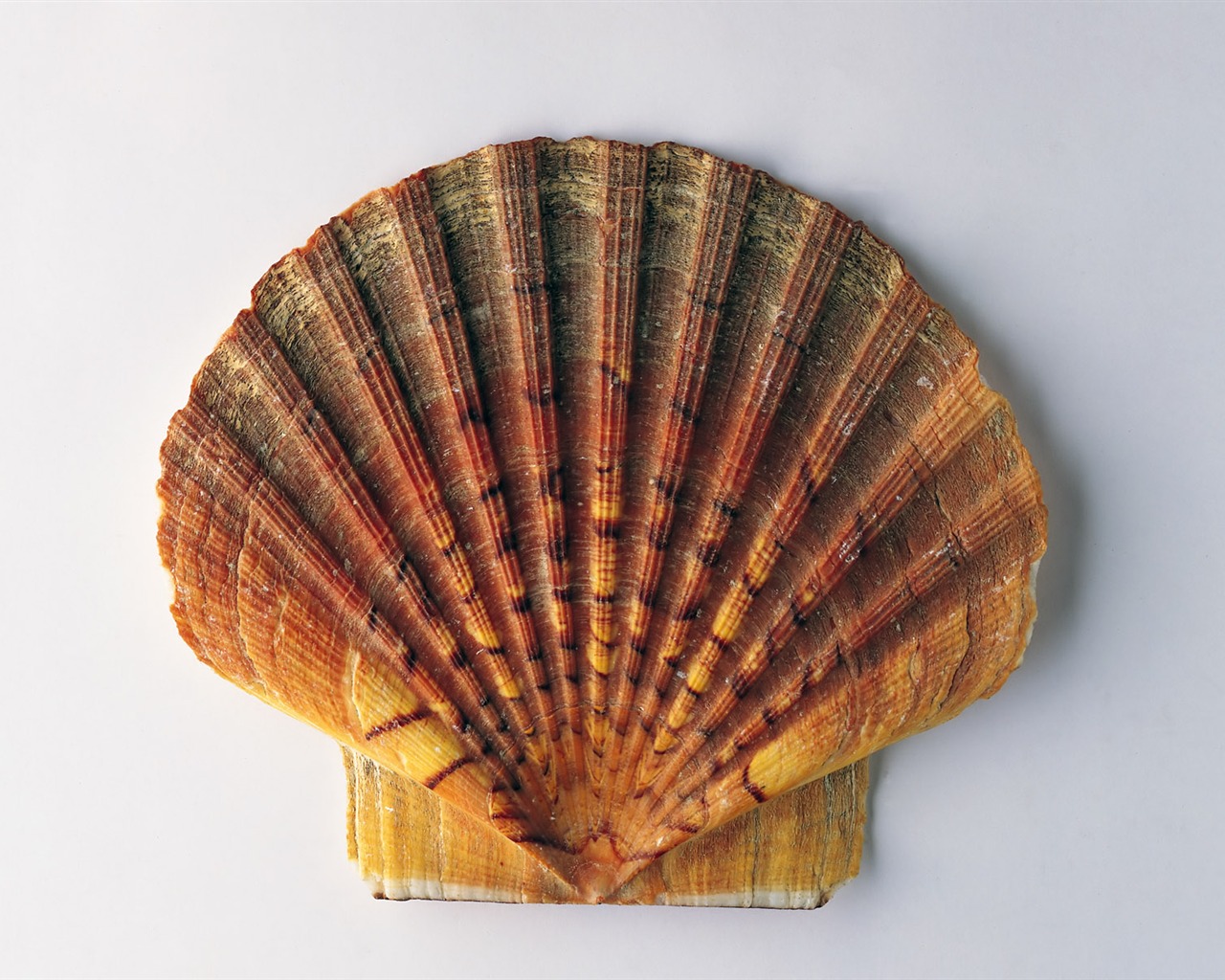 贝壳海螺壁纸专辑(一)14 - 1280x1024