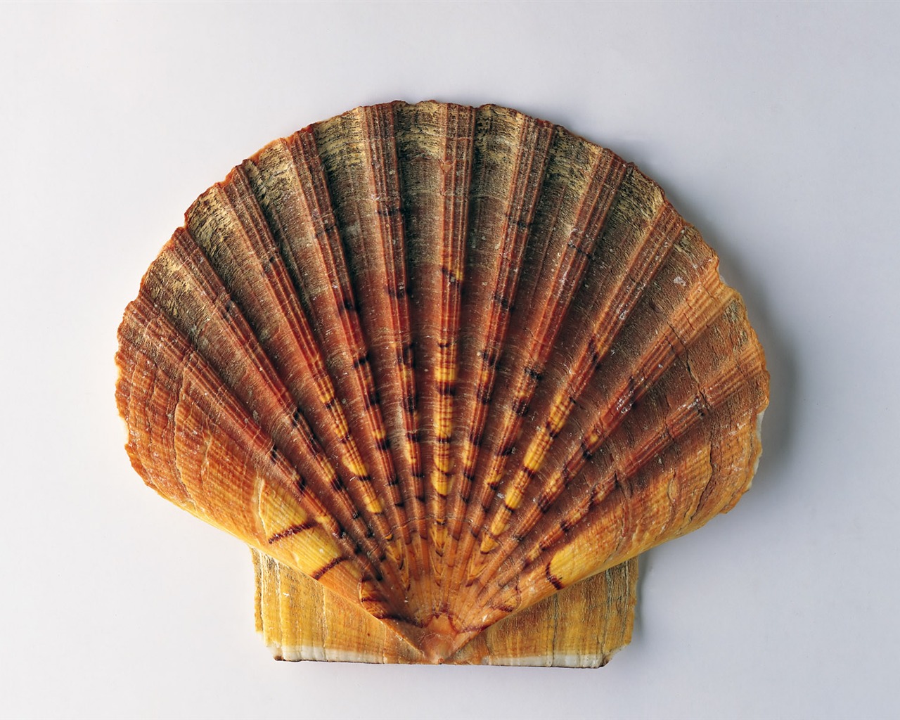 Conch Shell wallpaper album (1) #14 - 1280x1024