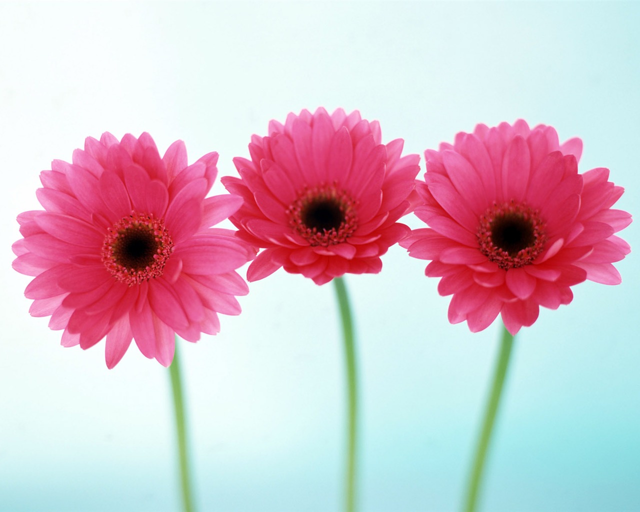 Flowers close-up (22) #15 - 1280x1024