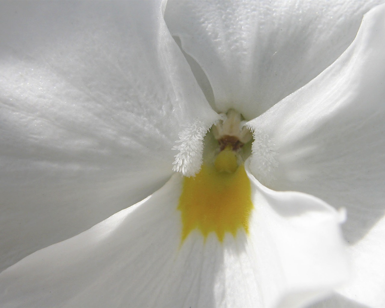 Fonds d'écran Fleurs étrangères Photographie #3 - 1280x1024