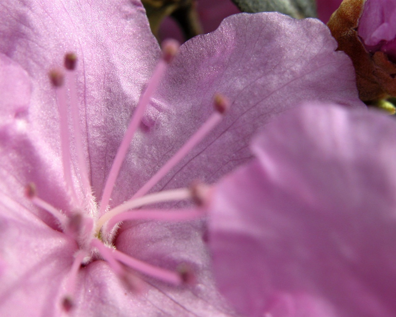 Fonds d'écran Fleurs étrangères Photographie #10 - 1280x1024