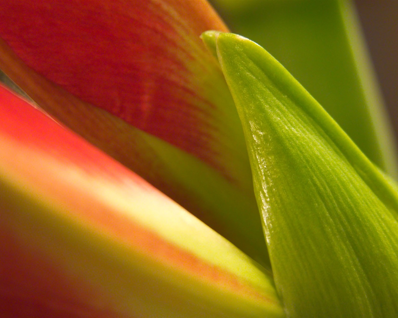 Fonds d'écran Fleurs étrangères Photographie #13 - 1280x1024