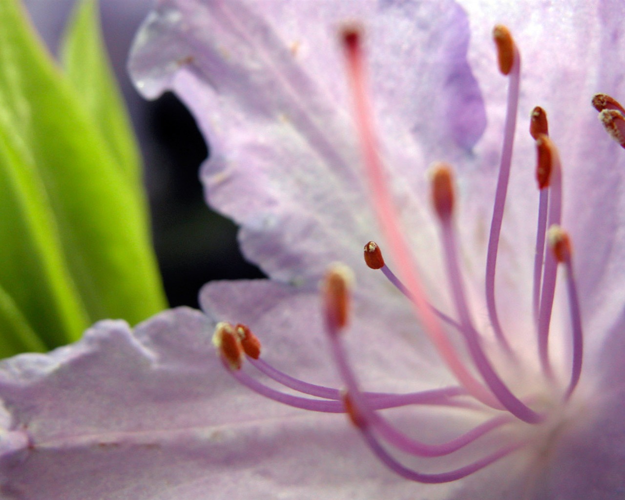 Fonds d'écran Fleurs étrangères Photographie #15 - 1280x1024