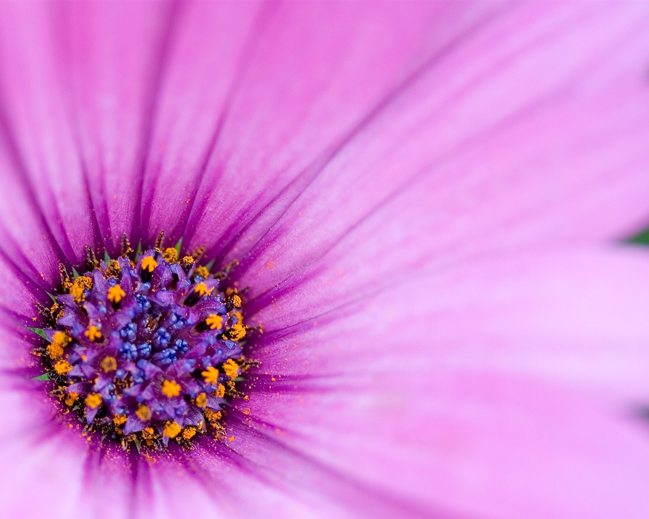 Fonds d'écran Fleurs étrangères Photographie #16 - 1280x1024