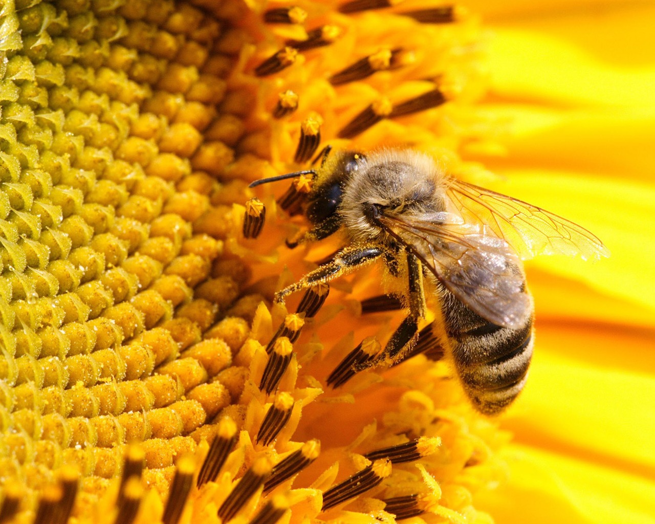 Love Bee Flower wallpaper (4) #1 - 1280x1024