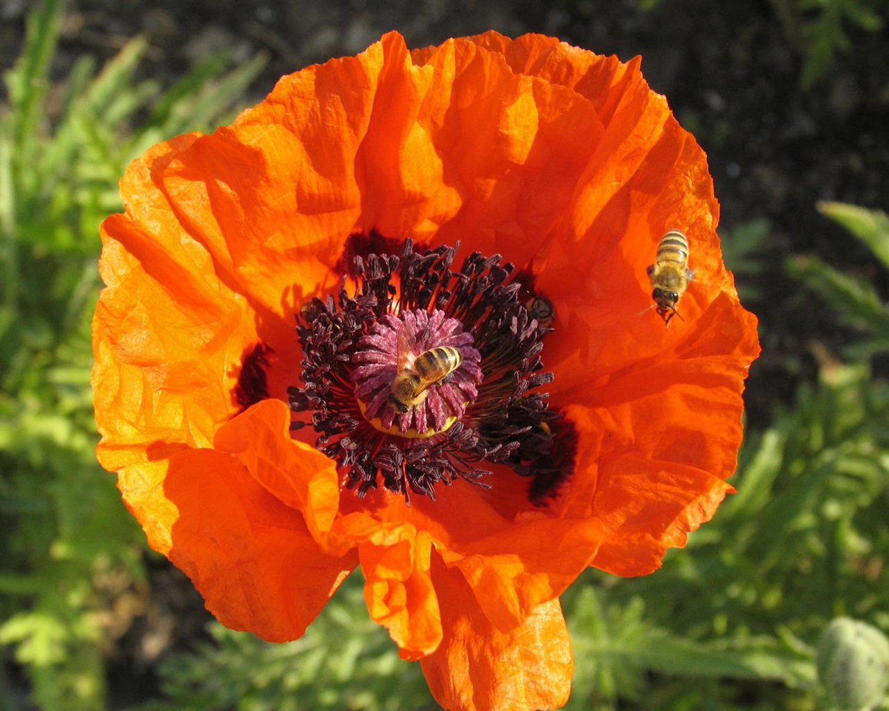 Láska Bee Květinové tapetu (4) #2 - 1280x1024