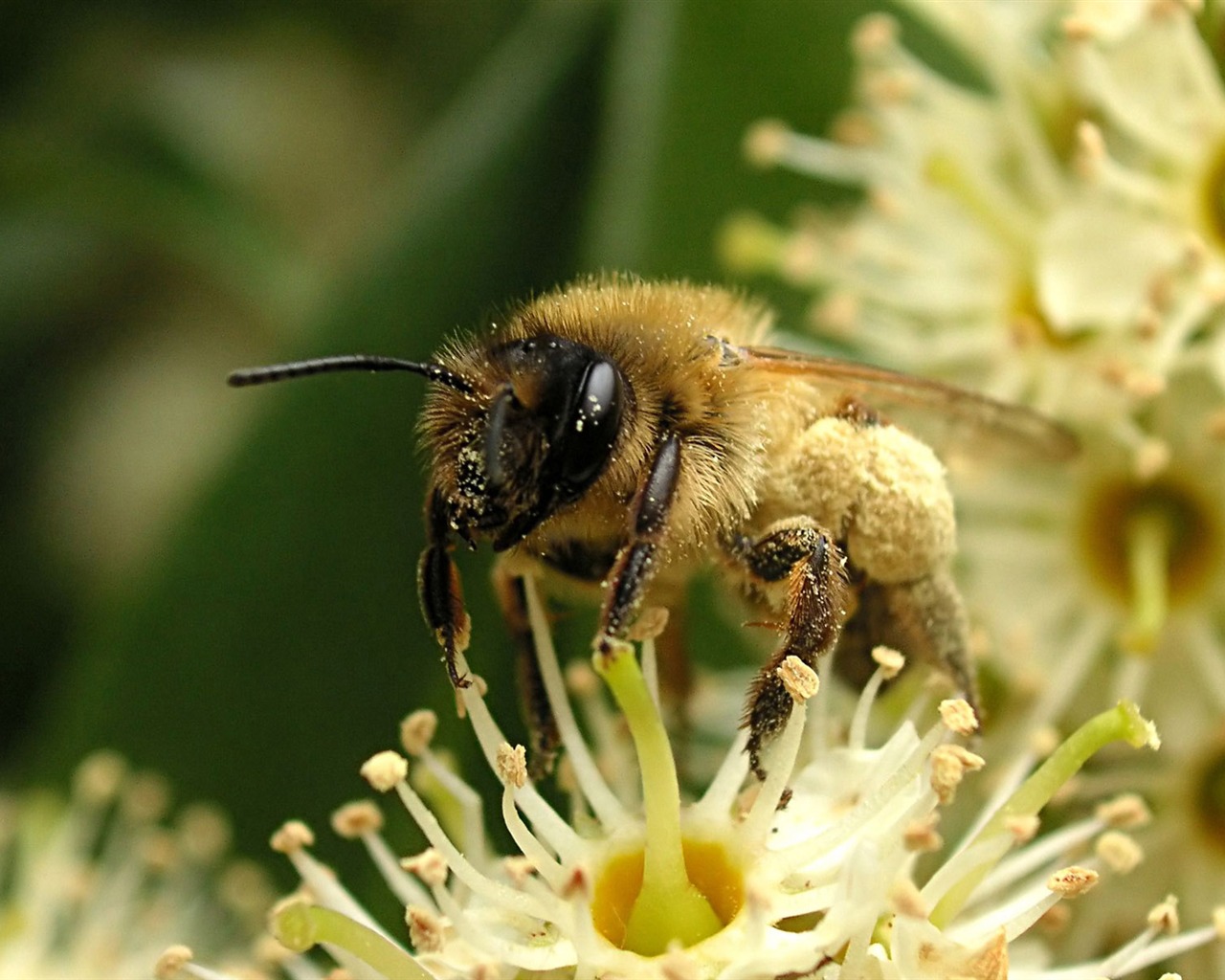 Láska Bee Květinové tapetu (4) #4 - 1280x1024