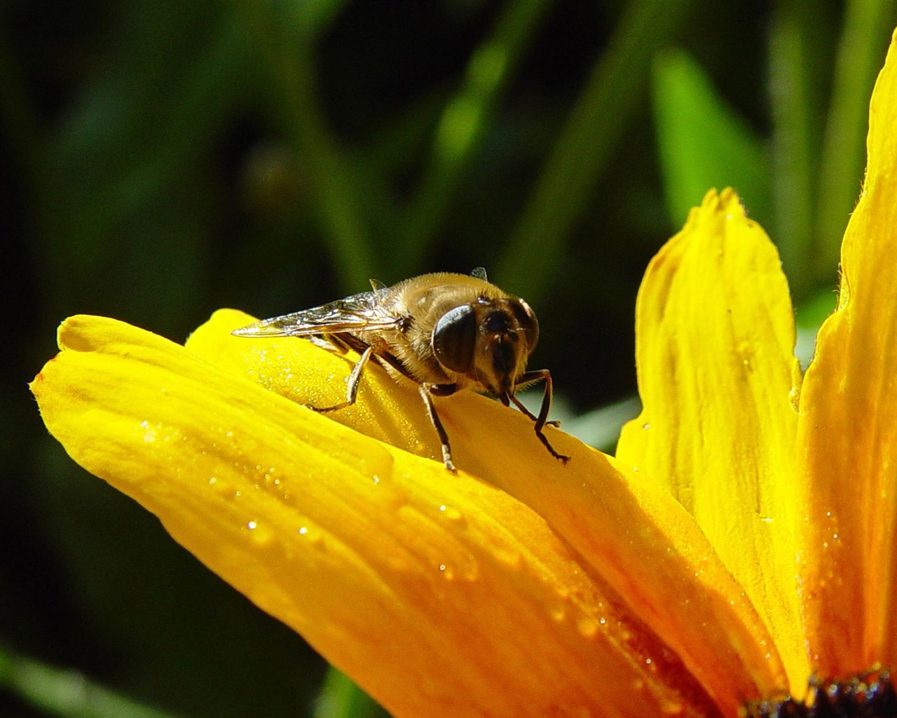 Láska Bee Květinové tapetu (4) #5 - 1280x1024
