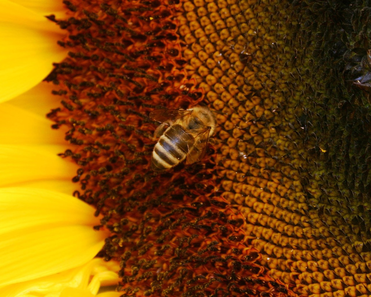 Love Bee Flower Wallpaper (4) #6 - 1280x1024