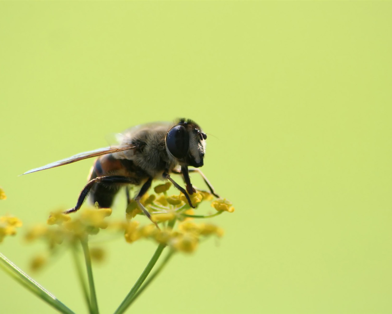 Láska Bee Květinové tapetu (4) #7 - 1280x1024