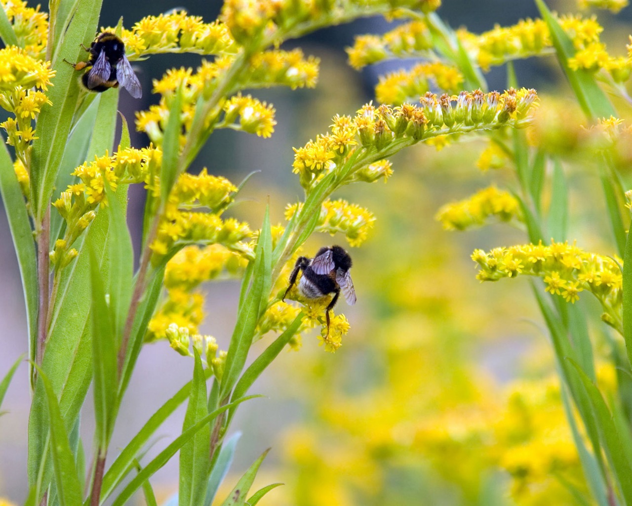 Love Bee Flower wallpaper (4) #16 - 1280x1024