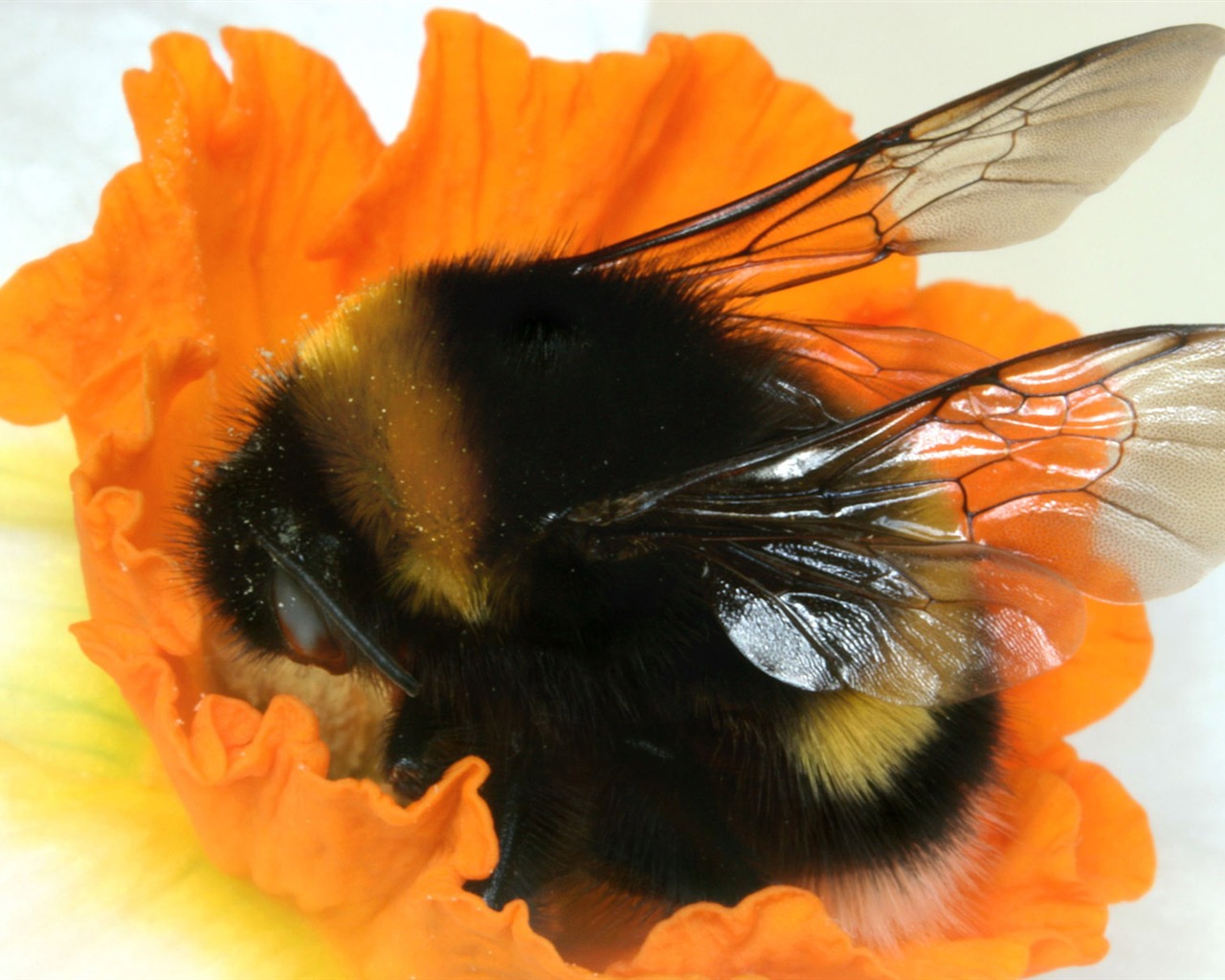 Love Bee Flower wallpaper (4) #17 - 1280x1024