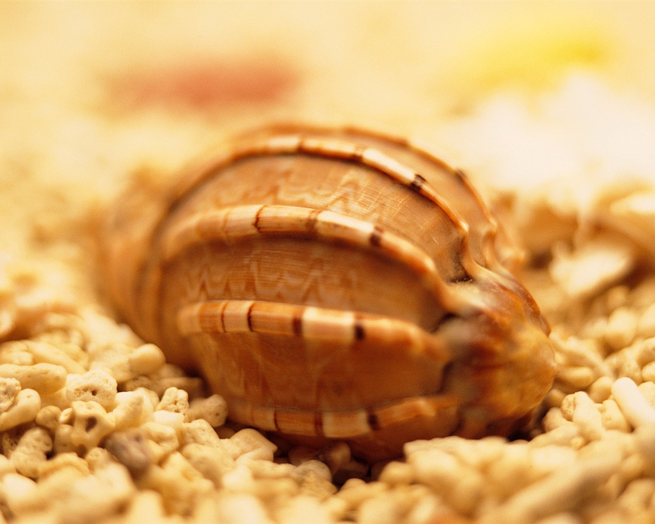 Conch Shell wallpaper album (2) #1 - 1280x1024