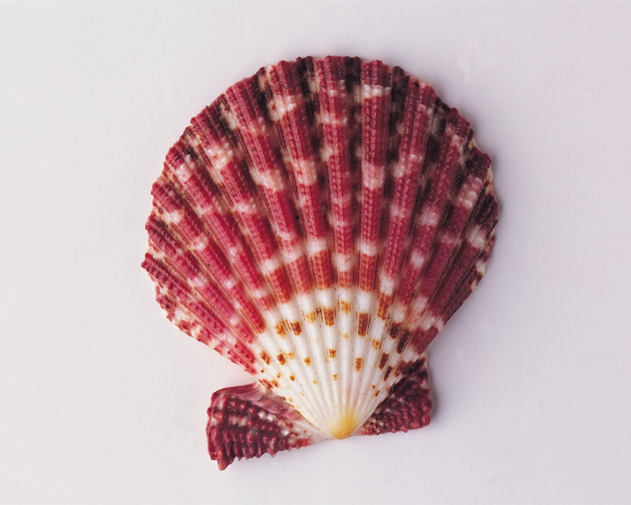 Conch Shell wallpaper album (2) #2 - 1280x1024