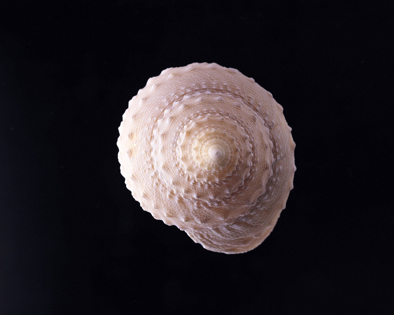 Conch Shell wallpaper album (2) #3 - 1280x1024