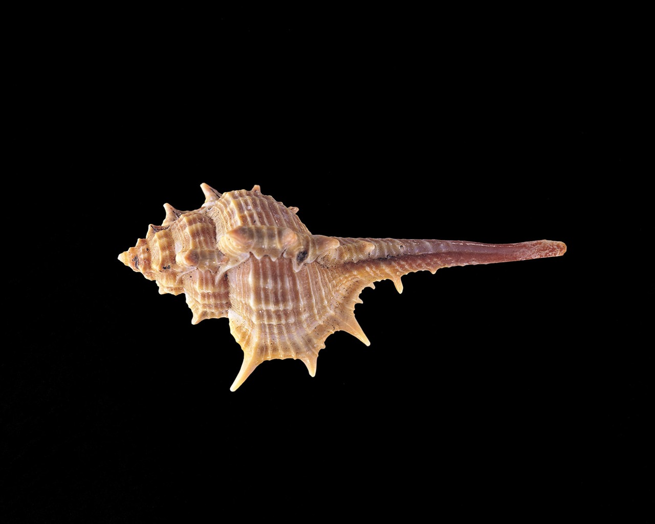 Conch Shell wallpaper album (2) #4 - 1280x1024