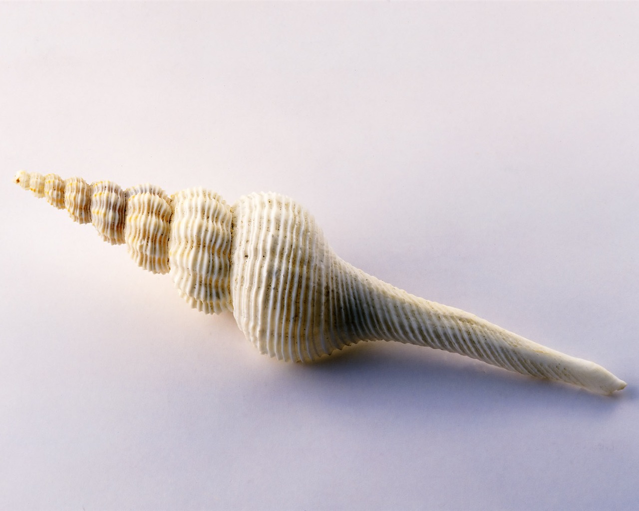Conch Shell wallpaper album (2) #6 - 1280x1024