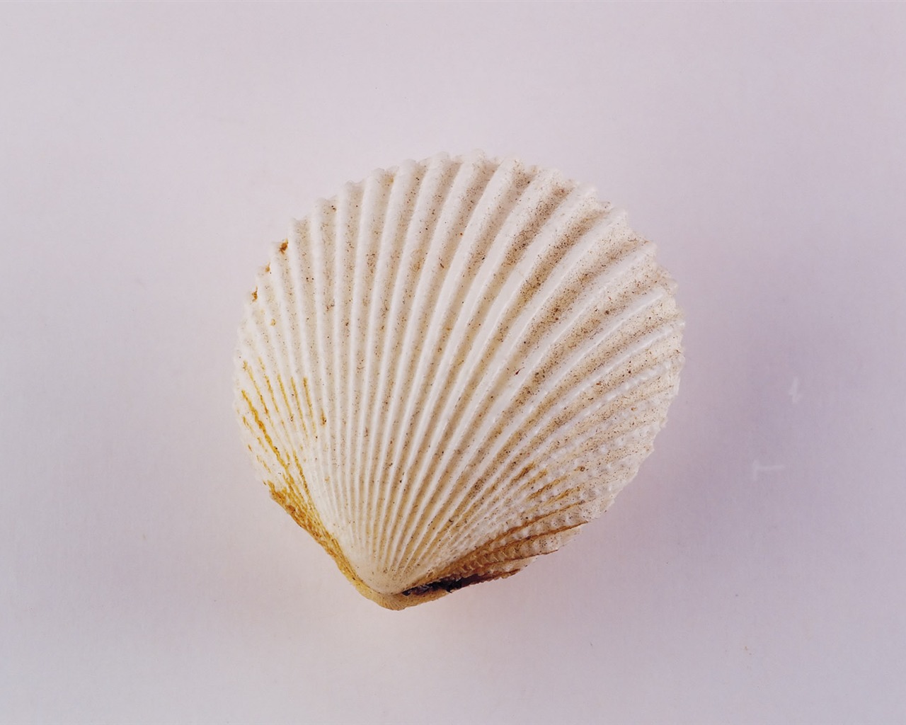 Conch Shell wallpaper album (2) #7 - 1280x1024