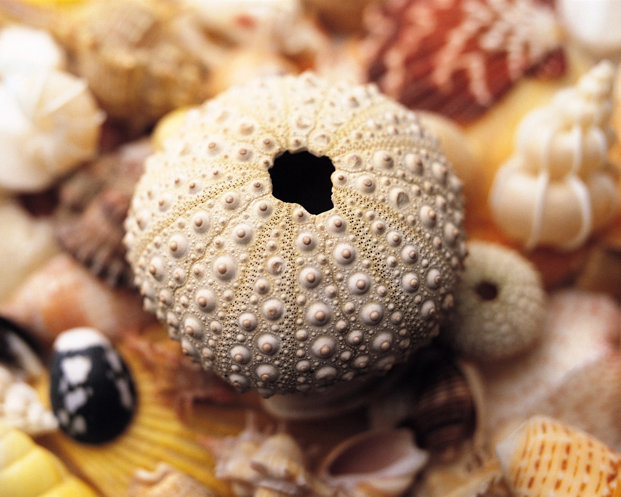 Conch Shell wallpaper album (2) #8 - 1280x1024