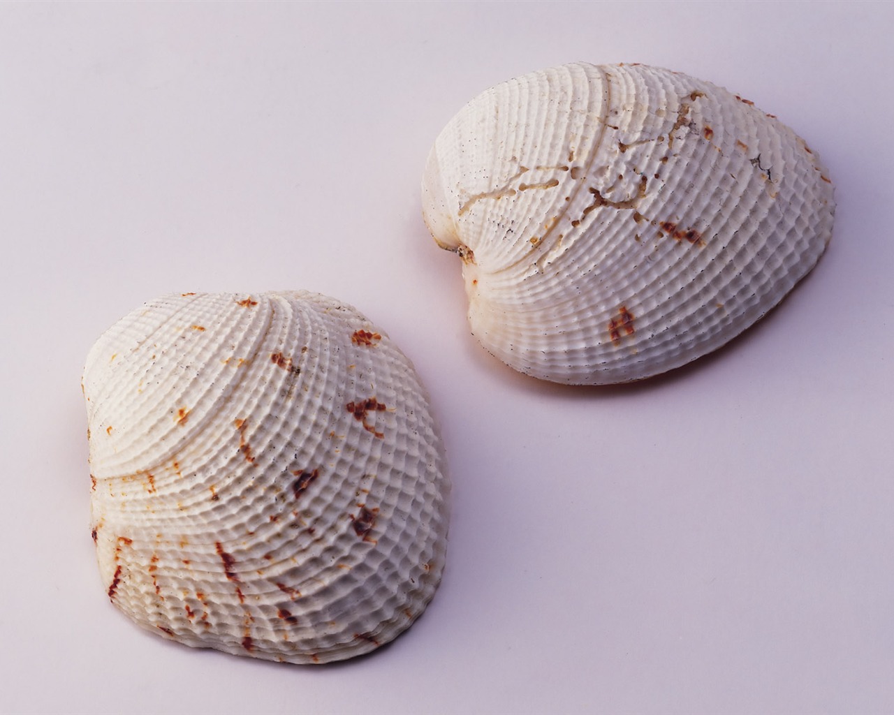 Conch Shell wallpaper album (2) #10 - 1280x1024
