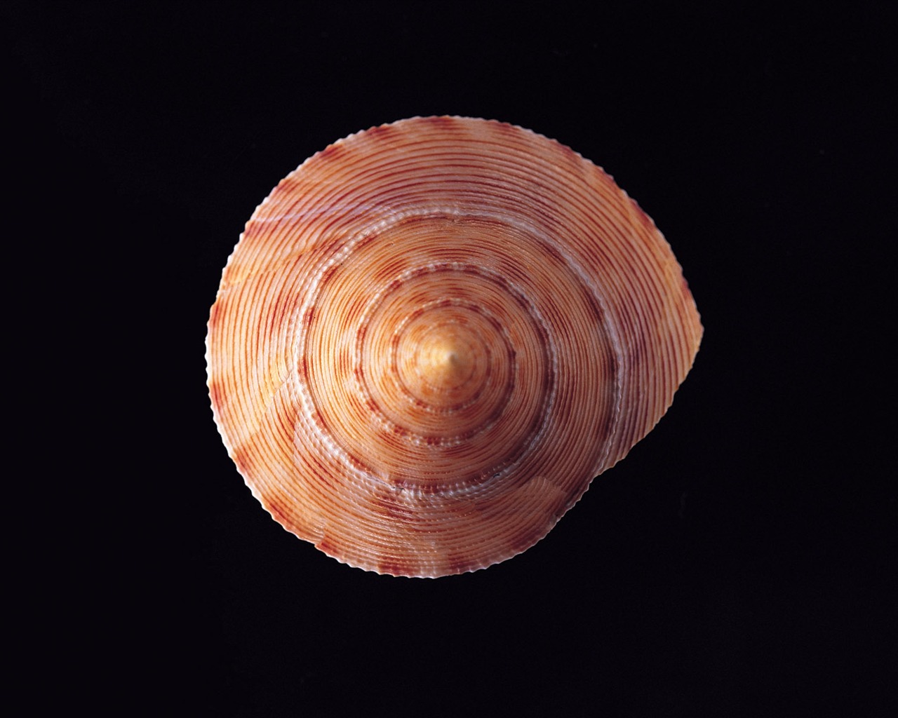 Conch Shell wallpaper album (2) #12 - 1280x1024