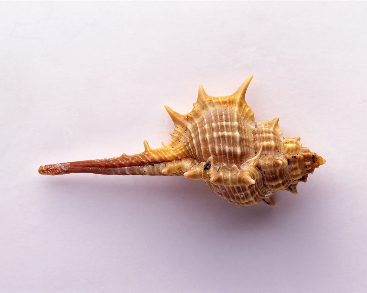 Conch Shell wallpaper album (2) #14 - 1280x1024