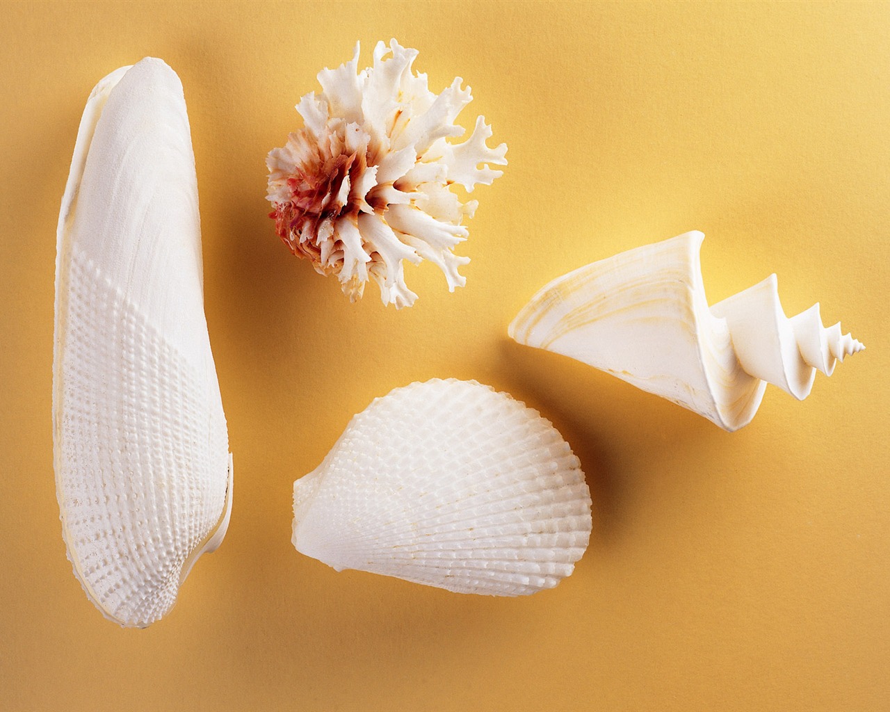 Conch Shell wallpaper album (2) #17 - 1280x1024