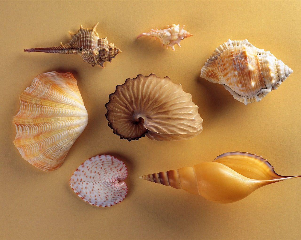 Conch Shell album papier peint (2) #20 - 1280x1024