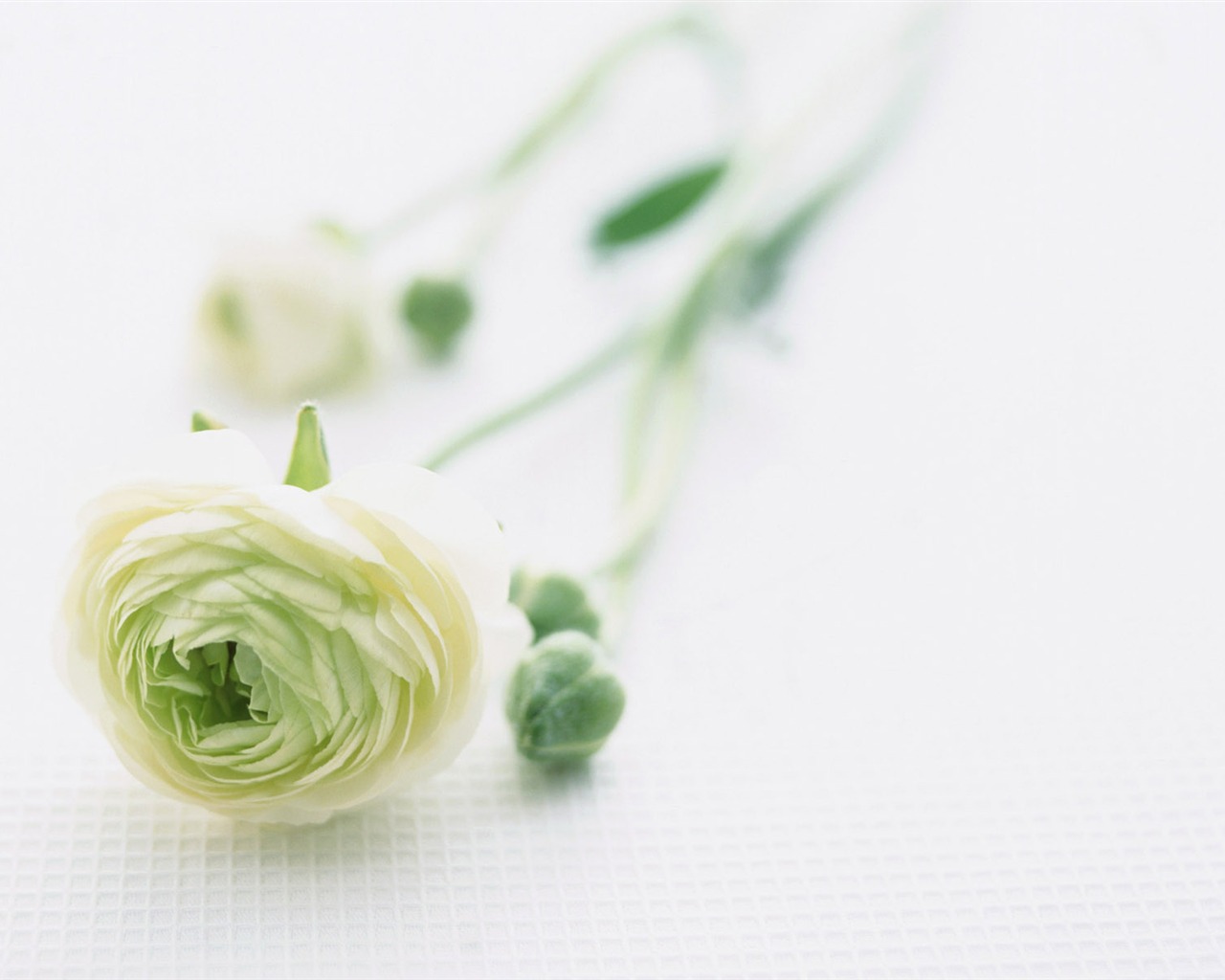 Flowers close-up (23) #4 - 1280x1024