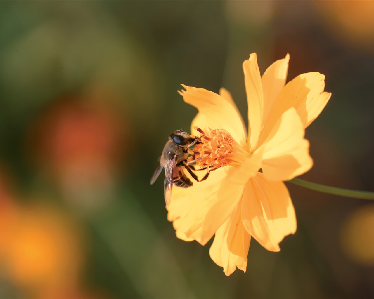 Fleurs Corée du Sud HD Livre #2 - 1280x1024