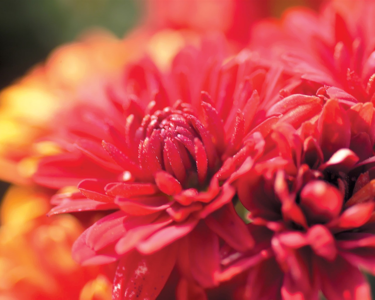 South Korea Flowers HD Paper #3 - 1280x1024