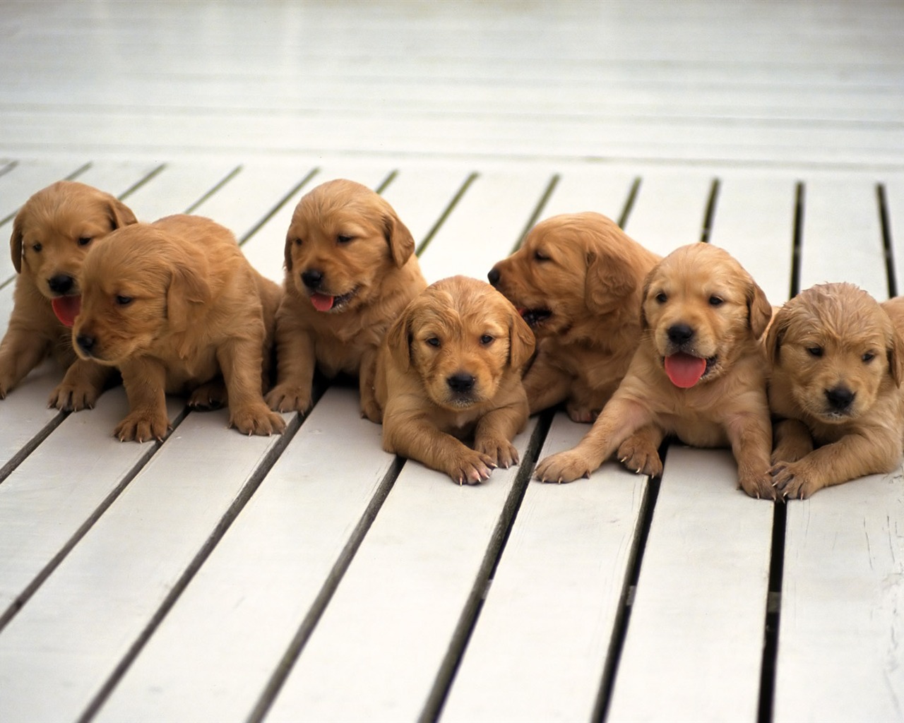 1600 dog photo wallpaper (8) #2 - 1280x1024