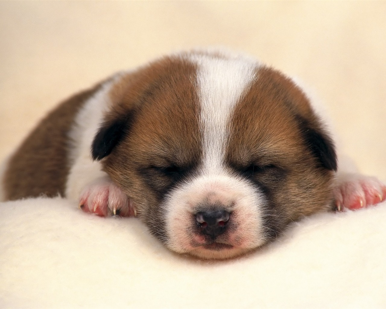 1600 dog photo wallpaper (8) #3 - 1280x1024