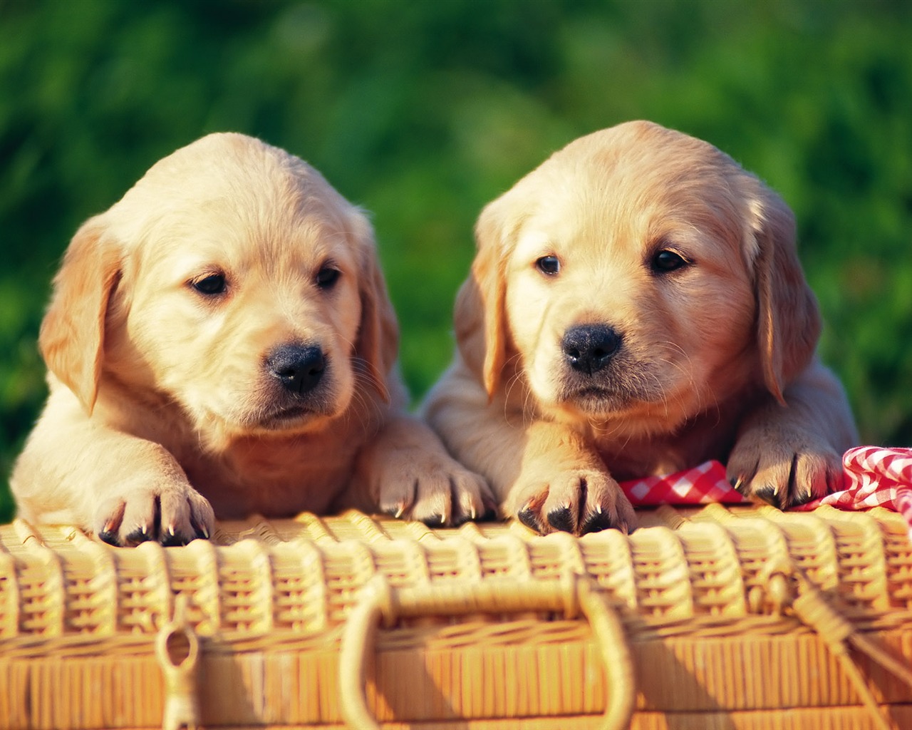 1600 dog photo wallpaper (8) #12 - 1280x1024