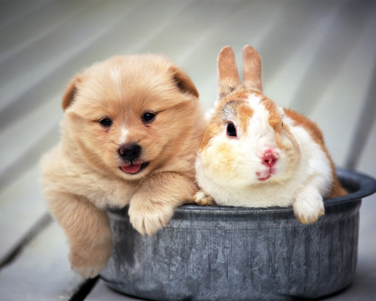 1600 dog photo wallpaper (8) #20 - 1280x1024