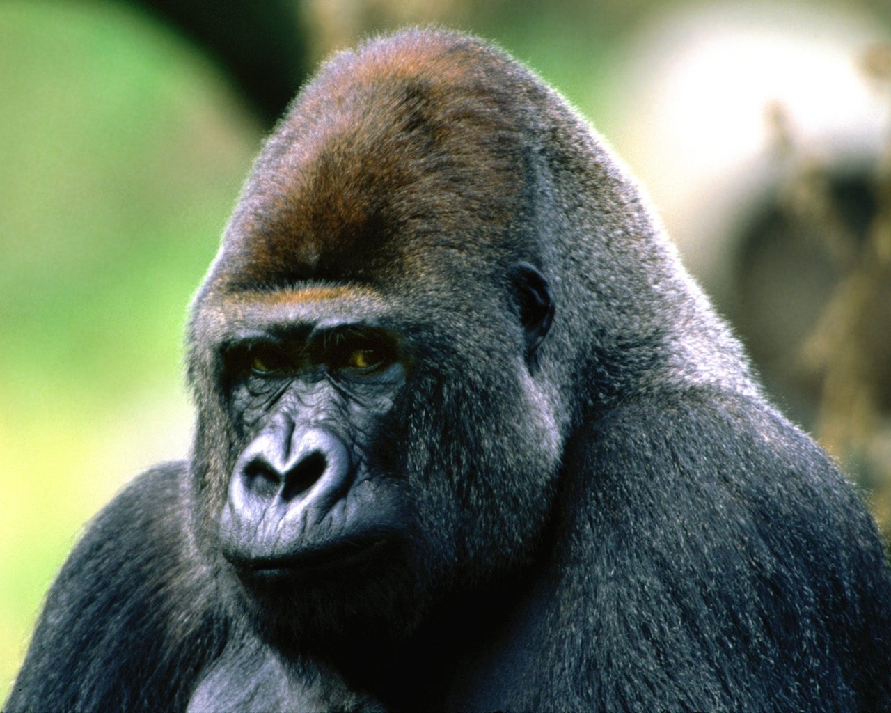 Monkey orangutan tapety (1) #1 - 1280x1024