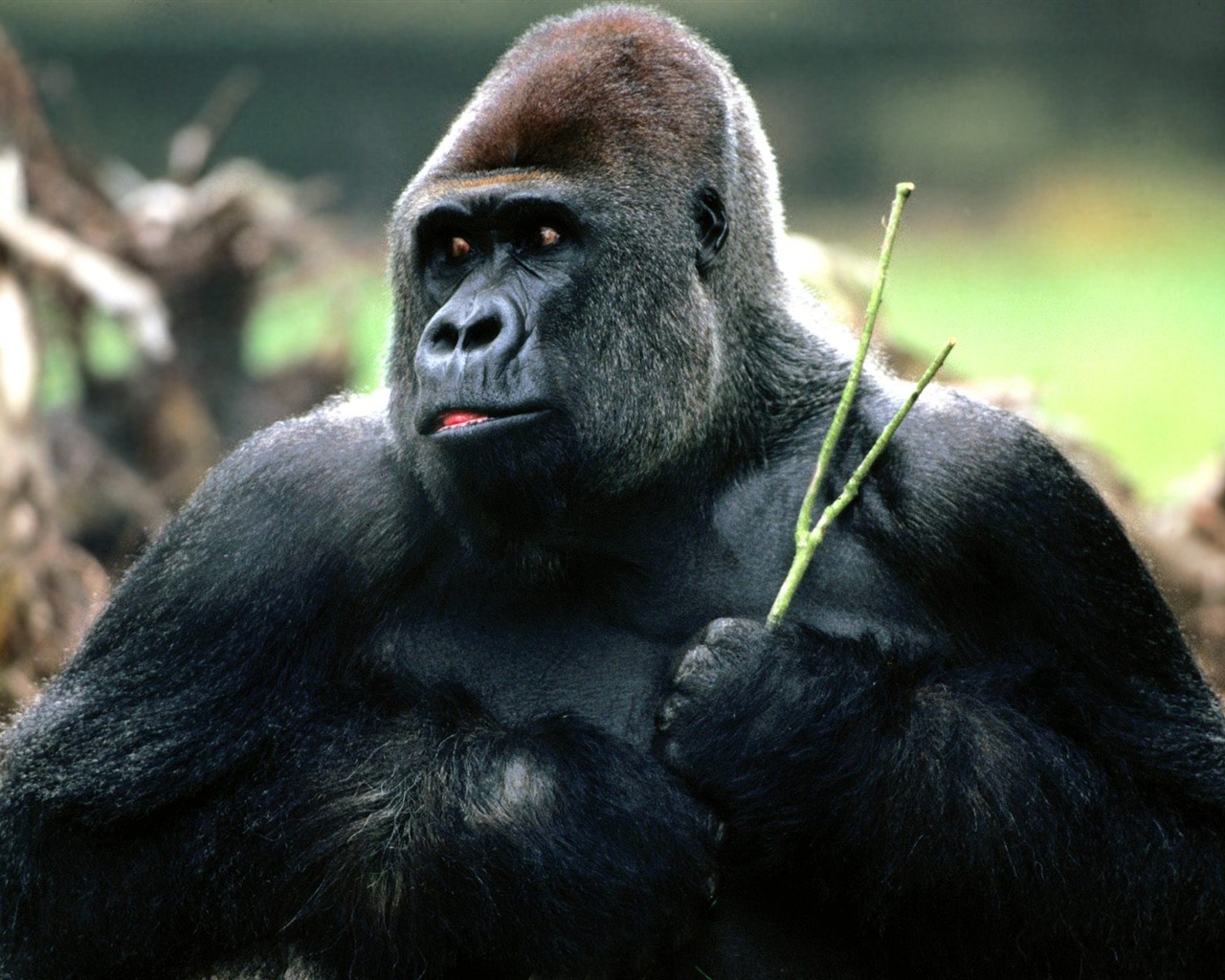Monkey orangutan tapety (1) #2 - 1280x1024