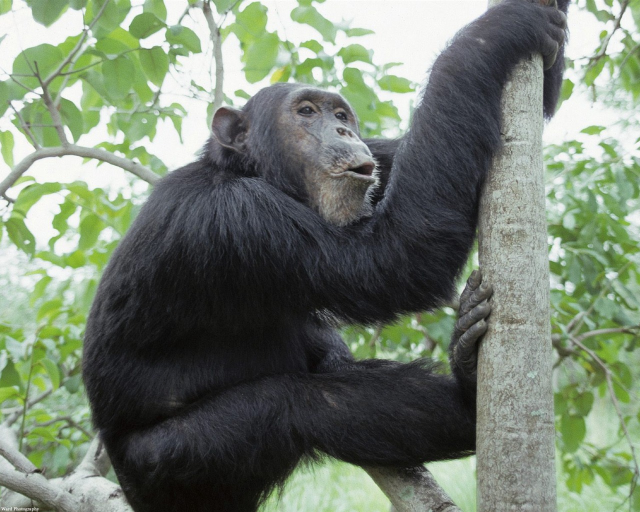 Monkey orangutan tapety (1) #4 - 1280x1024