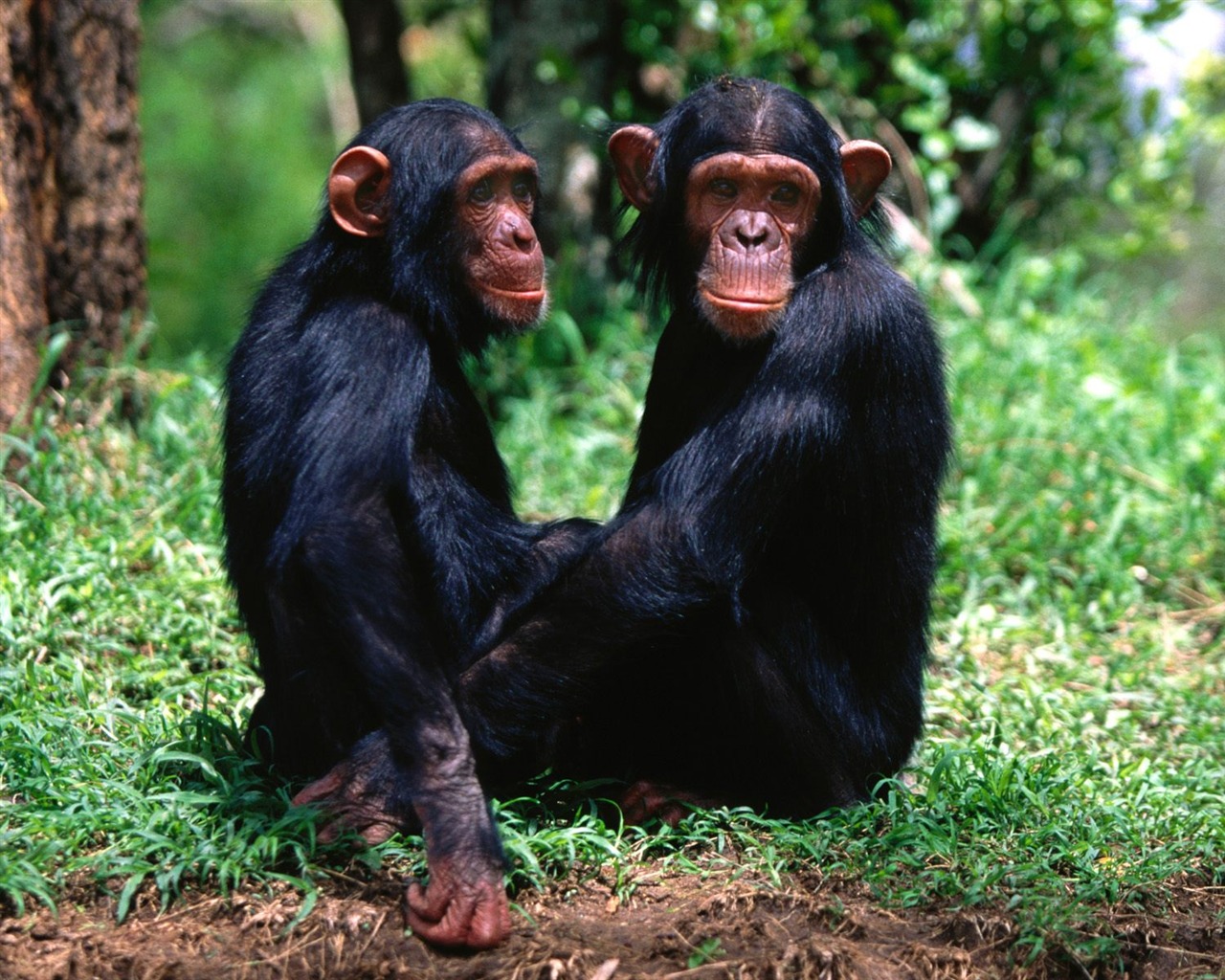 Monkey orangutan tapety (1) #5 - 1280x1024